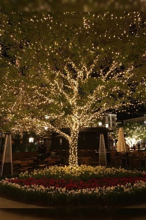 10 Unique Christmas tree decor ideas | Outdoor tree lighting, Outdoor backyard, Backyard trees Outdoor Tree Lighting, Backyard Trees, Outdoor Christmas Tree, Outdoor Trees, Tree Light, Magic Garden, Backyard Lighting, Backyard Spaces, Outdoor Christmas Lights