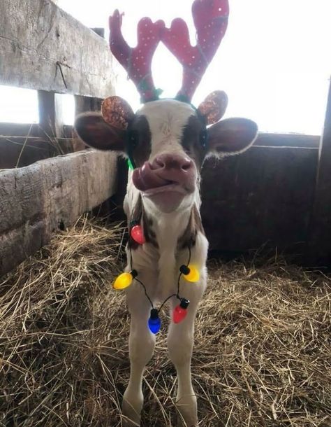 100 Pics That Sum Up What Christmas With Pets Looks Like | Bored Panda Natal, Wallpaper Natal, Fluffy Cows, Food Dog, Cute Christmas Wallpaper, Baby Cow, Winter Animals, Baby Cows