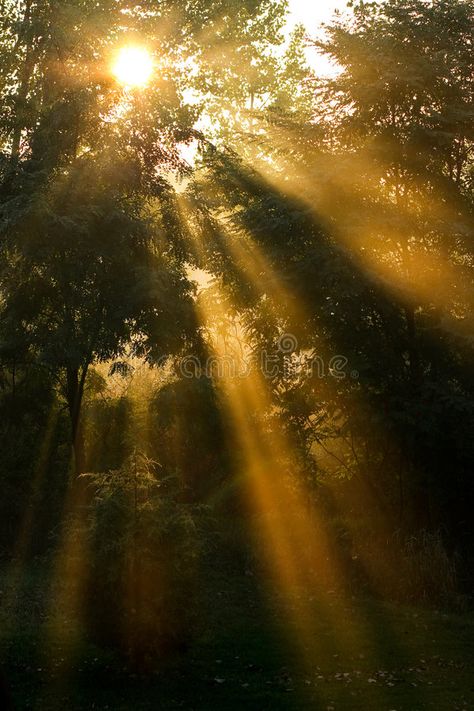 Palmas, Light Shinning Through Trees, Sunlight Shining Through Trees, Sunbeams Through Trees, Sun Rays Photography, Sun Ray Photography, Sunrays Through Trees, Sun Coming Through Trees, God Rays Sunlight