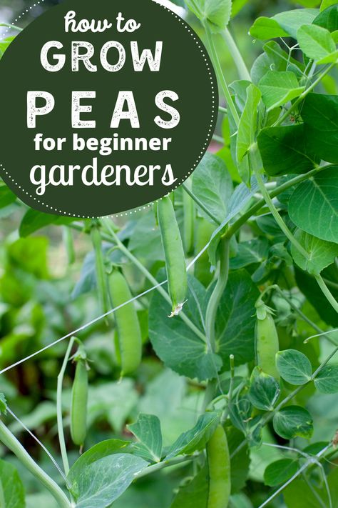 Growing peas is one of the easiest vegetables for new vegetable gardeners. Peas are perfect for spring gardens and fall gardens. Learn when to plant peas in your garden, how to grow peas on an arch, and when to harvest peas. Fresh, homegrown peas are DELICIOUS! Don't miss out. #growing #peas #garden Pea Arch Trellis, Growing Peas In Garden, How To Grow Snap Peas, Snap Peas Trellis Ideas, Growing Peas In Containers, Growing Peas Trellis, Peas Companion Planting, Pea Companion Plants, Grow Snap Peas