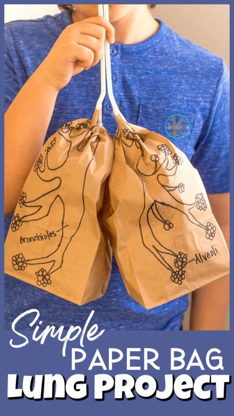 Photo of a simple paper bag lung project. Kid in a blue t-shirt holding two straws that have two inflated paperbag with the parts of the lungs drawn on them. The straws are up to his mouth and the paper bag are in front of his chest. Nervous System Activities For Kids, Lung Project, Digestive System For Kids, Human Body Science Projects, Human Body Crafts, Body Systems Project, Human Body Muscles, Human Body Printables, Human Body Worksheets