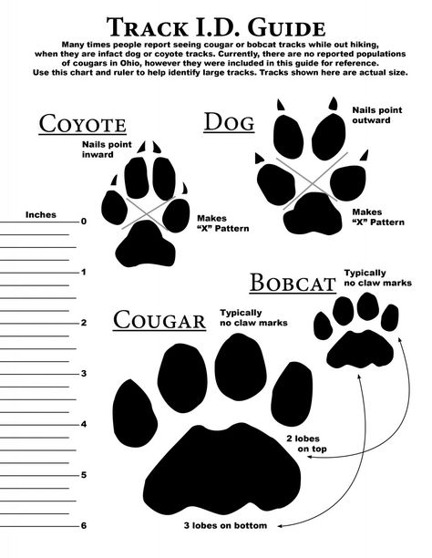 Survival Skills, Coyote Tracks, Animal Tracks, Camp Ideas, Wilderness Survival, Paw Prints, Project Ideas, Paw Print Tattoo, Animals Wild