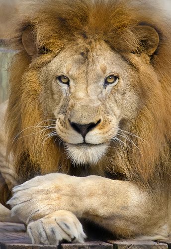 Mr. Lion Be friendly eventhough you know he is your enemy! Be Friendly, Lions Photos, Lion Photography, Beautiful Lion, King Lion, Lion Love, Lion Wallpaper, Lion Images, Lion King Art