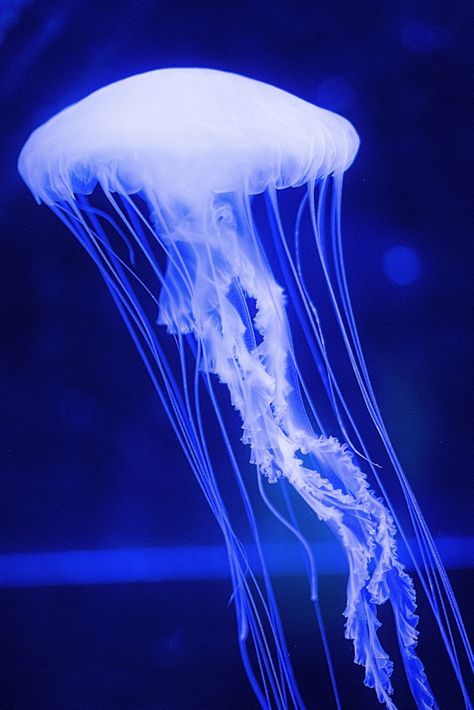 Blue Jellyfish (Color) Art Print by NoColorDesigns - X-Small Jellyfish Drawings, Notion Themes, Jellyfish Images, Jellyfish Photo, Jellyfish Photography, Princess Jellyfish, Cnidaria, Blue Jellyfish, Jellyfish Art