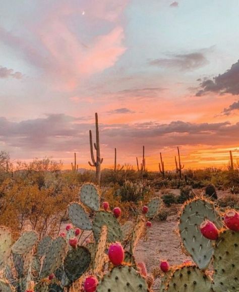 Gallery | thoughtsnaffirmations | VSCO | Arizona sunsets Instagram, Cactus, Sunset Painting Wallpaper, Cactus Sunset Painting, Cactus Sunset, Arizona Sunset, Sunset Painting, Painting Wallpaper, Arizona