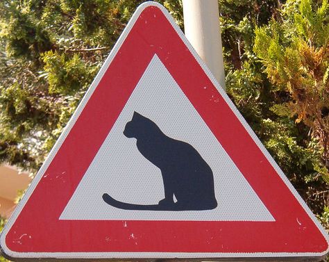 Take care of the cats!    Sign seen in Cervo; Italy Teen Driving, Cat Sign, Drivers Ed, Kinds Of Cats, Fancy Cats, Black Cat Art, Cat Signs, Great Cat, Cat Items