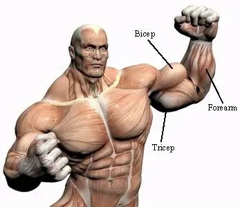 How to Build Big Arms Fast - HubPages Muscle Morph, Easy Arm Workout, Build Arm Muscle, Big Arm Workout, Muscle Building Workout Plan, Arm Workout Men, Farmers Walk, Big Arms, Barbell Curl