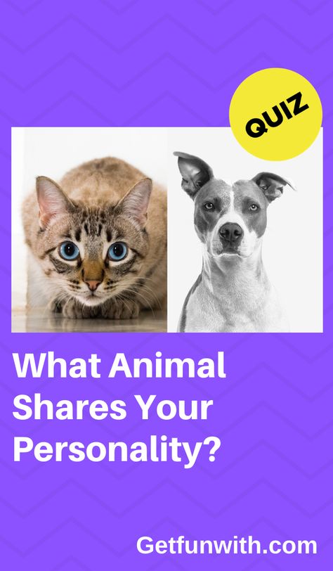 What Is My Spirit Animal, Spirit Animal Test, What's My Spirit Animal, Buzzfeed Quizzes Love, Spirit Animal Quiz, Whats Your Spirit Animal, Find Your Spirit Animal, What Animal Are You, Animal Quiz