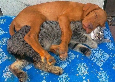 Funny Animal Pictures, Unusual Animal Friends, Unusual Animal Friendships, Friendship Pictures, Slaap Lekker, Post Animal, Animals Friendship, Unusual Animals, Nap Time