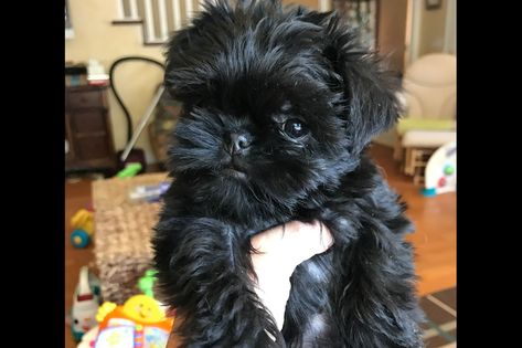 Vickie Ehrlekrona/Crisanda Affenpinschers & Papillons Has Affenpinscher Puppies For Sale In Billings, MT On AKC PuppyFinder Affenpinscher Puppy, Living Room Decor Purple, Cele Mai Drăguțe Animale, Billings Mt, Brussels Griffon, Animal References, Puppy For Sale, Cute Dogs And Puppies, Images Hd