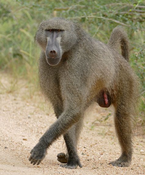 Baboon, Different Types Of Monkeys, Monkey Species, Types Of Monkeys, Mandrill, African Wild Dog, Tropical Animals, Landscape Photography Nature, Animal Behavior
