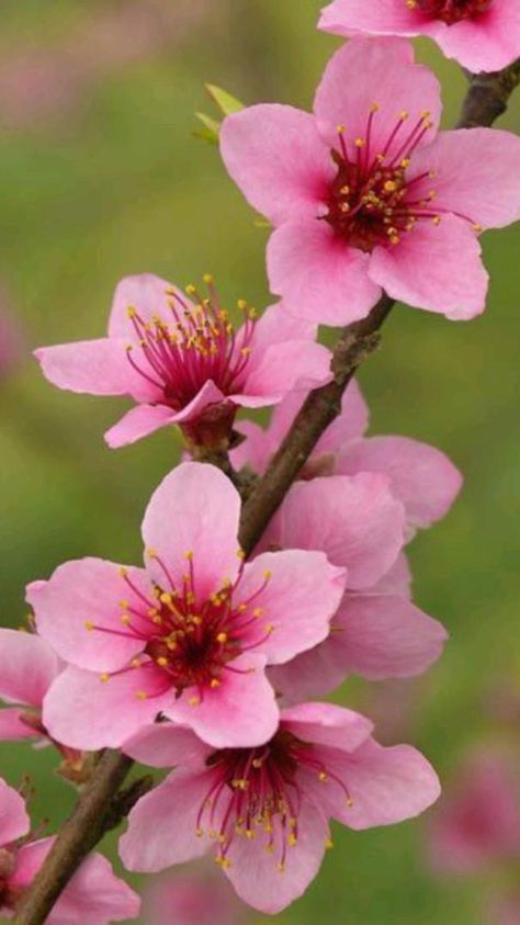 Peach Blossom Flower, Beautiful Flowers Photography, Lukisan Cat Air, Flowers Wallpaper, Peach Blossoms, Deco Floral, Beautiful Flowers Pictures, Alam Semula Jadi, Flower Aesthetic