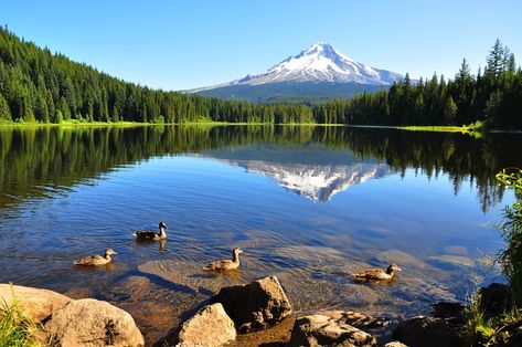 15 Best Lakes in Oregon - The Crazy Tourist Oregon Travel, Columbia River Gorge, Oregon Roadtrip, Oregon Lakes, Trillium Lake, Oregon Trip, Oregon Road Trip, Mount Hood, Pacific Nw