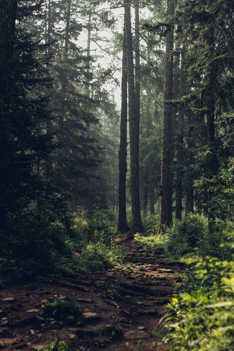 Forest during daytime photo – Free Nature Image on Unsplash 숲 사진, Dark Naturalism, Japanese Forest, Forest Background, Forest Bathing, Forest Pictures, Forest Photography, Conceptual Photography, Forest Wallpaper