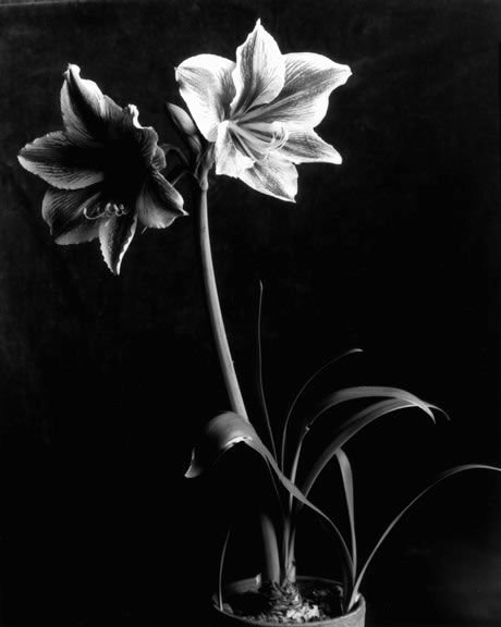 Imogen Cunningham's photos are taken from a difference perspective and are veiwed in a special way Robert Frank, Diane Arbus, Alfred Stieglitz, Cindy Sherman, Botanical Prints Decor, Amaryllis Flower, Imogen Cunningham, Amaryllis Flowers, Black And White Photograph