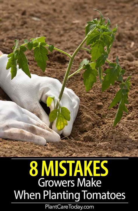 Tips For Planting Tomatoes, Where To Plant Tomatoes, Gardening Tomatoes Tips, Garden Growing Ideas, When To Plant Tomatoes Outside, Best Soil For Tomato Plants, Planting Tomatoes From Seed, Planting Tomatoes In Garden, Tomato Garden Ideas