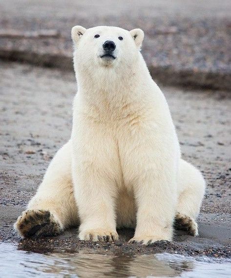 Polar Bears, Polar Bear Images, Kodiak Bear, Polar Bear Art, Beautiful Wildlife, Bear Photos, Bear Pictures, White Bear, Bear Cubs