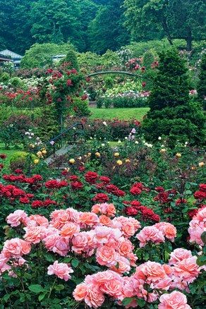 Portland, OR Travel Guide International Rose test garden Landscaping With Roses, Oregon Portland, Washington Park, Rose City, Better Homes And Garden, Garden Images, Garden Store, Backyard Inspo, Conde Nast Traveler