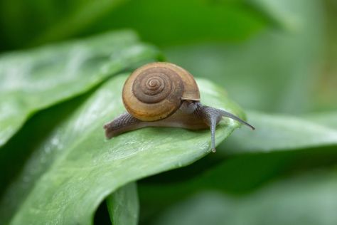 8 Safe Ways to Get Rid of Garden Snails & Slugs - Garden Design Snails And Slugs, Garden Snails, Grub Worms, Growing Bulbs, Snails In Garden, Soaker Hose, Hosta Plants, Garden Solutions, Perennial Shrubs