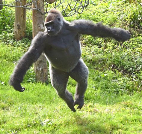 Gorilla Aesthetic, Eastern Gorilla, Western Lowland Gorilla, Detroit Zoo, Ballet Dancing, Rudolf Nureyev, Ballet Poses, Attention Seeking, Mountain Gorilla