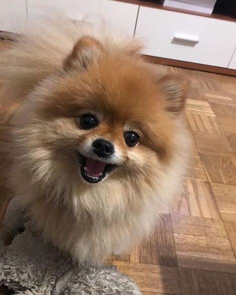 happy new year followers 🥳 #smile #orangepomeranian #pomeranian #dogsofinstagram #pomeranianpuppy #dog #pom Anjing Mini Pom, Mini Pom Dog, Small Pomeranian, Mini Pomeranian, Pomeranian Dogs, Cute Fluffy Dogs, Pom Dog, Mini Pom, Mini Dog