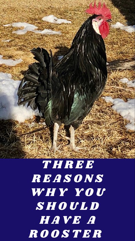 There are many benefits of having a rooster around, and I am going to share with you three reasons why you should have one! Keeping Chickens, Benefits Of Having Chickens, Homestead Tips, Homestead Chickens, Red Hen, Red Rooster, Pet Chickens, Raising Chickens, Chickens Backyard