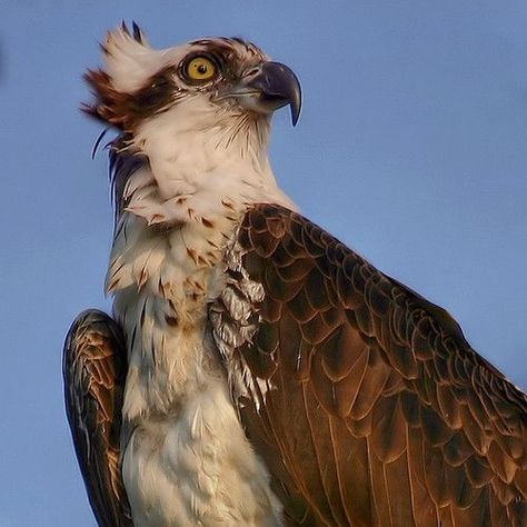 Ospreys | British Bird Of Prey Centre Wales Tumblr, British Birds Of Prey, Photo Animaliere, Artificial Birds, Bird Of Prey, Animal Study, Unusual Animals, Pretty Animals, Silly Animals