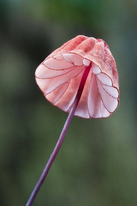 Dainty Pink Mushrooms ~ Marasmius pulcherripes Lichen Moss, Mushroom Pictures, Matka Natura, Plant Fungus, Seni Origami, Mushroom Fungi, Mushroom Art, Wild Mushrooms, Plant Life