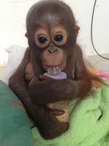 Baby Monkeys, Baby Orangutan, Jane Goodall, Great Ape, Monkeys Funny, Cute Monkey, Baby Monkey, Primates