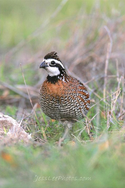 Bob White Quail, Button Quail, Upland Bird Hunting, Bobwhite Quail, Raising Quail, Wildlife Landscape, Upland Hunting, Quail Hunting, Deer Hunting Tips