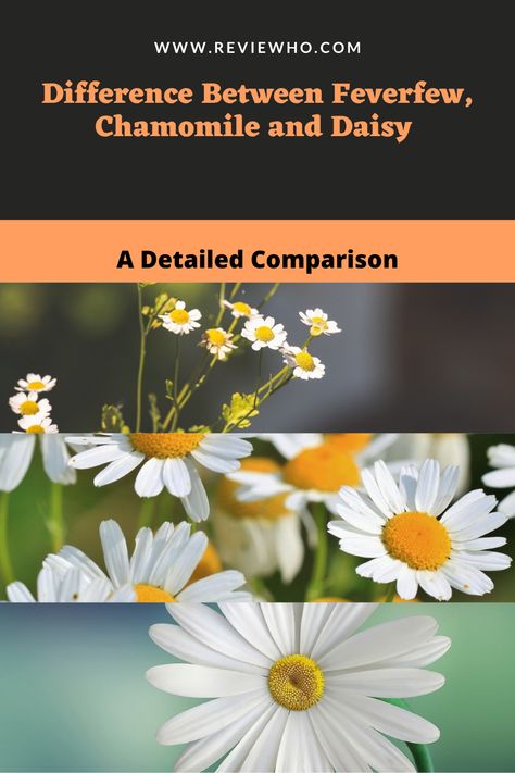 In our post today, we will be looking at the feverfew vs. chamomile vs. daisy comparison. The post features a detailed comparison in different aspects to help you tell these three apart from each other. Daisy Vs Chamomile, Camomile Flower, Graduation Flowers Bouquet, Chamomile Plant, Graduation Flowers, Garden Magic, Herb Farm, Healthy Hormones, Flower Meanings