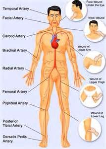 Pulse points with noted artery Vital Points, Body Pressure Points, Reflexology Benefits, Nursing School Inspiration, Nursing Procedures, Carotid Artery, Pressure Point, Nursing School Tips, Martial Arts Techniques