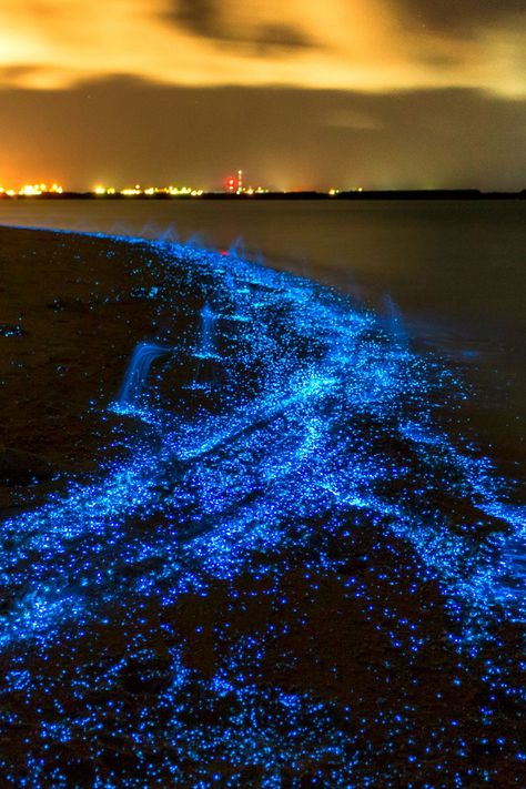 Our planet is dotted with places that are surreal, eerie and sometimes downright bizarre. And, while many of these mysterious phenomenon have logical explanations, others remain unsolved. Let’s take a look at the science, theories and legends surrounding the scientifically impossible places that actually exist. #earth #naturalphenomena #unusual #nature #mystery Maldives Sea Of Stars, Turquoise Beach, Sea Of Stars, Sci Fi Films, Crustaceans, Dream Travel Destinations, Beautiful Places Nature, Famous Places, Natural Phenomena