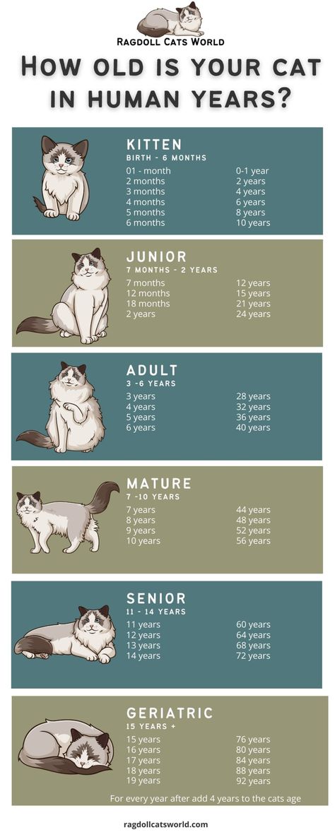 Where To Pet Cats, Cat Language Meow, Cat Pet Aesthetic, Cat Genetics Chart, Cat Things Aesthetic, Old Cat Aesthetic, Cat Petting Chart, How To Convince Your Parents To Get A Cat, Old Cat Drawing