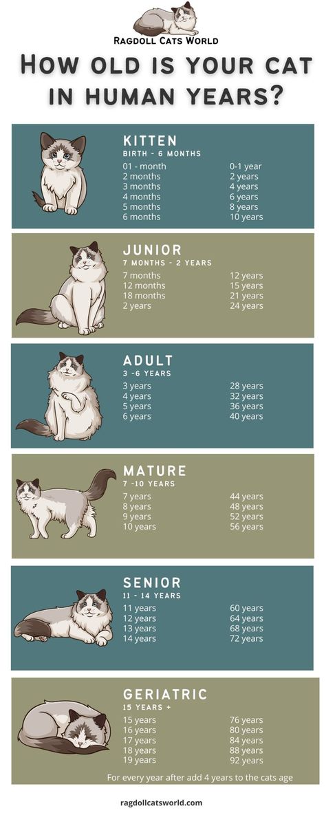 Where To Pet Cats, Cat Language Meow, Cat Genetics Chart, Cat Pet Aesthetic, Cat Petting Chart, Cat Things Aesthetic, Old Cat Drawing, How To Convince Your Parents To Get A Cat, Old Cat Aesthetic