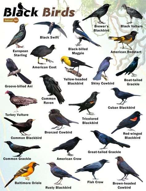 Black Birds – Facts, List, Pictures Birds Pictures With Names, Bird Meaning, Animals Animation, Bird Ideas, Pig Breeds, Butterfly Watch, List Of Birds, Bird Facts, American Crow