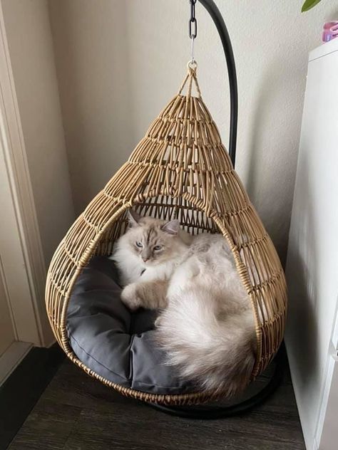 Top 10 Best & Cute Accessories For Cats | Cute Cat Stuff & Toys Boho Cat Furniture, Aesthetic Cat Decor, Cute Cat Supplies, Luxury Cat Room, Aesthetic Cat Furniture, Aesthetic Cat Accessories, Cat Bed Aesthetic, Aesthetic Cat Bed, Cute Cat Beds