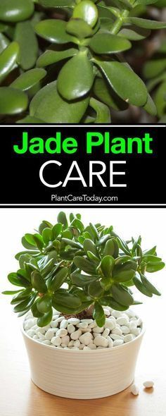 The jade plant, care for these small, sturdy succulents is simple and the Crassula (real name) is a great beginner houseplant, along with the spider plant. Jade Plant Care, Jade Plant, Plant Care Houseplant, Spider Plant, Inside Plants, Growing Succulents, Succulent Gardening, Succulent Care, Jade Plants