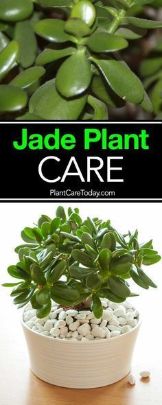 The jade plant, care for these small, sturdy succulents is simple and the Crassula (real name) is a great beginner houseplant, along with the spider plant. Jade Plant Care, Jade Plant, Spider Plant, Plant Care Houseplant, Inside Plants, Growing Succulents, Succulent Gardening, Succulent Care, Jade Plants