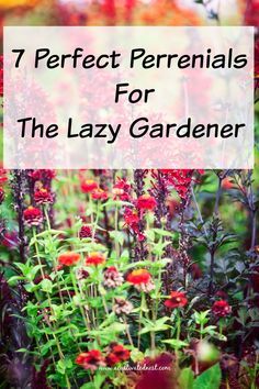 Landscape Designs, Low Maintenance Yard, Low Maintenance Landscaping, Beautiful Yards, Garden Yard Ideas, Low Maintenance Plants, Perennial Garden, Flowers Perennials, Lawn And Garden