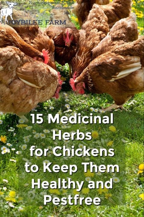 Plants For Chickens, Herbs For Chickens, Farm Chickens, Chicken Coop Garden, Chicken Feeders, Backyard Chicken Coop Plans, Diy Chicken Coop Plans, Homestead Chickens, Backyard Chicken Farming