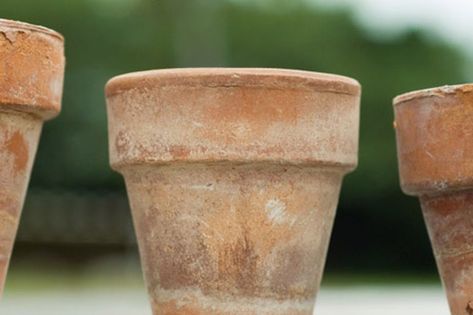 Flowers Backyard, Aging Terra Cotta Pots, Vasos Vintage, Terra Cotta Pots, Terra Cotta Pot, Planting Pots, Backyard Flowers, Aloe Vera Plant, Ideas Backyard