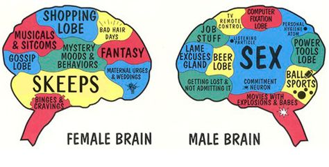 Male vs Female brain Humour, Fertile Woman, Male Vs Female, Hair Job, Sports Wedding, Men Vs Women, High Iq, Stem Science, Man Vs