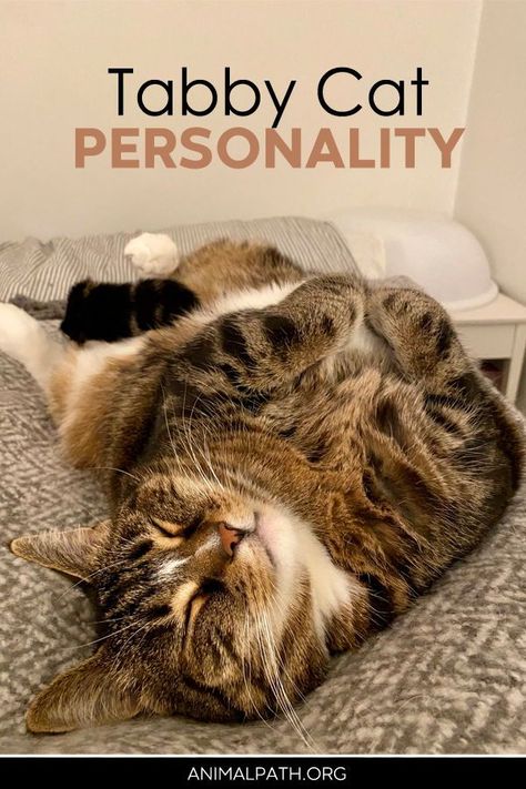 Tabby Cats Aesthetic, Cats Personalities, Tabby Cat Aesthetic, Fluffy Tabby Cat, Gray Tabby Kitten, Small Cat Breeds, Catio Ideas, Grey Tabby Kittens, Cat Personality