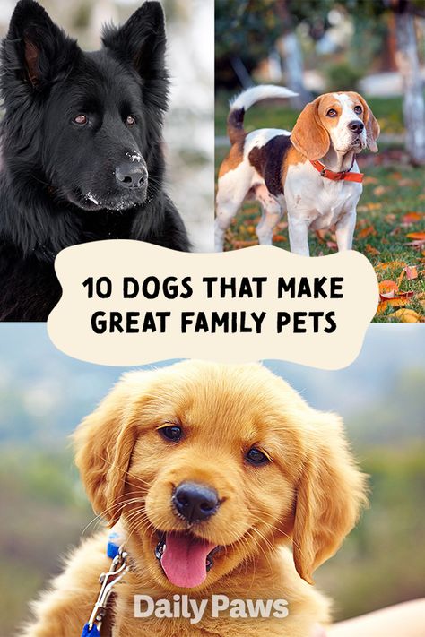 From the bulldog to the irish setter, these are some of our favorite family-friendly dogs. #breeds #petbreeds #breedroundup #catbreeds #kittenbreeds #dogbreeds #bestcatbreeds #bestdogbreeds Best Dog Breeds For Families, Types Of Dogs Breeds List, Cute Dog Breeds Medium, Best Dog Breeds For Kids, Pretty Dog Breeds, Good Dog Breeds, Medium Size Dog Breeds, Medium Dogs Breeds, Friendliest Dog Breeds