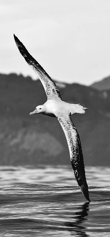 There is freedom in the life of the albatross 😌🙃 Wandering Albatross, Faith Hope Love Tattoo, The Albatross, Fashion Illustrations Techniques, Bird Wallpaper, Pretty Birds, Sea Birds, Birds Flying, Animals Of The World