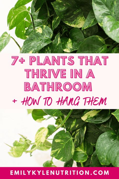 Hanging plants in the bathroom are not just a fun way to spruce up your space, but they also provide many benefits for your mental health and physical wellbeing. In this guide, we will review the 7 best hanging plants that thrive in a bathroom and how to hang them in a variety of ways that compliment your style. Nature, Variegated Snake Plant, Bathroom Plant, Bathroom Plants Decor, Best Bathroom Plants, Shower Plant, Physical Wellbeing, Indoor Plant Wall, Sunroom Addition