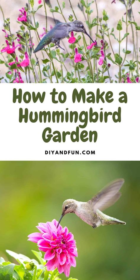 Hummingbird Plants Perennials, Hummingbird Garden Plan, Hummingbird Garden Flowers, Hummingbird Habitat, Designing A Garden, Backyard Birds Watching, Backyard Birds Sanctuary, Flowers That Attract Hummingbirds, Butterfly Garden Plants