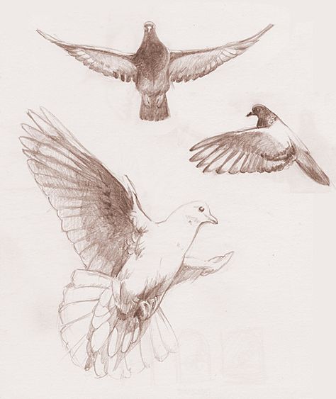 Dove Sketches, Watercolor Birds Tutorial, Shading Pencil, Sparrow Drawing, Pigeon Art, Dove Drawing, Drawing S, Flying Dove, Fly Drawing