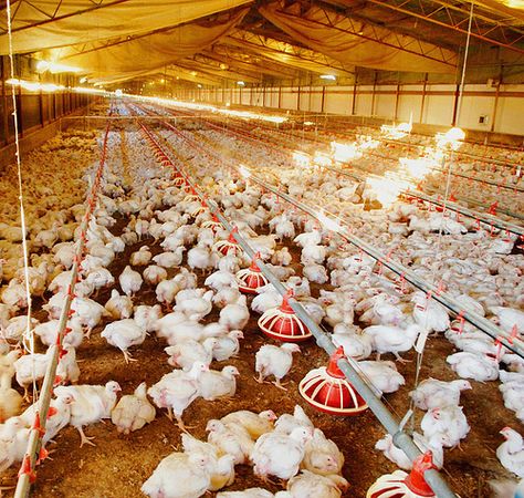 ✿CONNECT Poultry Farm Equipment✿ high quality standardized broiler Poultry Farm Buildings, Poultry Farm Design, Poultry Business, Urban Chicken Farming, Chicken Roost, Broiler Chicken, Poultry House, Chicken Pictures, Best Chicken Coop